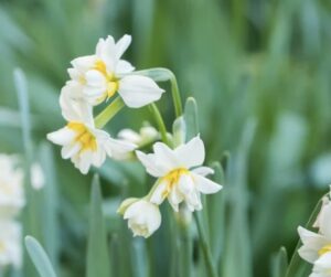 Rituel éclat immédiat