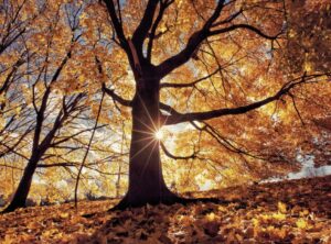 Rituel éclat immédiat